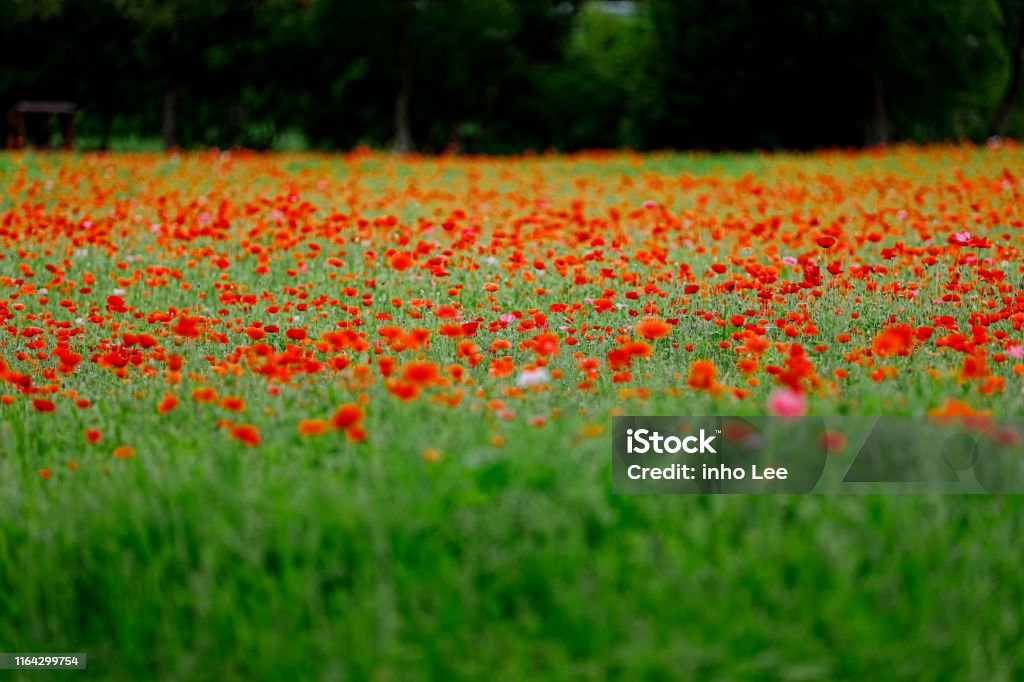 Landscape Poppy and buckwheat Agricultural Field Stock Photo