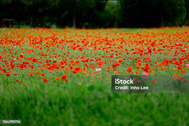 Landscape Stock Photo - Download Image Now - Agricultural Field, Agriculture, Beauty In Nature