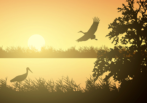 Realistic illustration of wetland landscape with river or lake, water surface and birds. Stork flying under orange morning sky with rising sun - vector