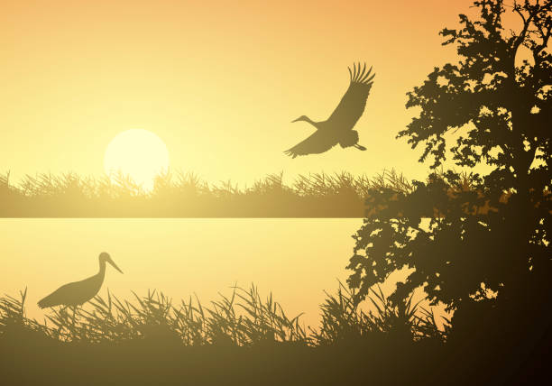 Realistic illustration of wetland landscape with river or lake, water surface and birds. Stork flying under orange morning sky with rising sun - vector Realistic illustration of wetland landscape with river or lake, water surface and birds. Stork flying under orange morning sky with rising sun - vector water bird illustrations stock illustrations