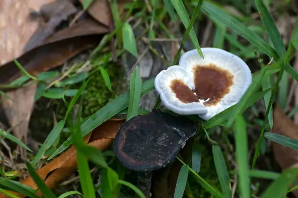 Interesting fungi in grass near Kuranda in Tropical North Queensland, Australia