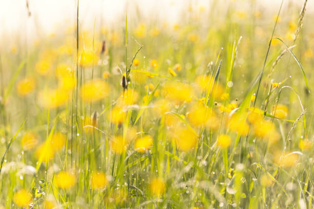 blurred background, yellow flowers on a green meadow illuminated by the warm morning sun