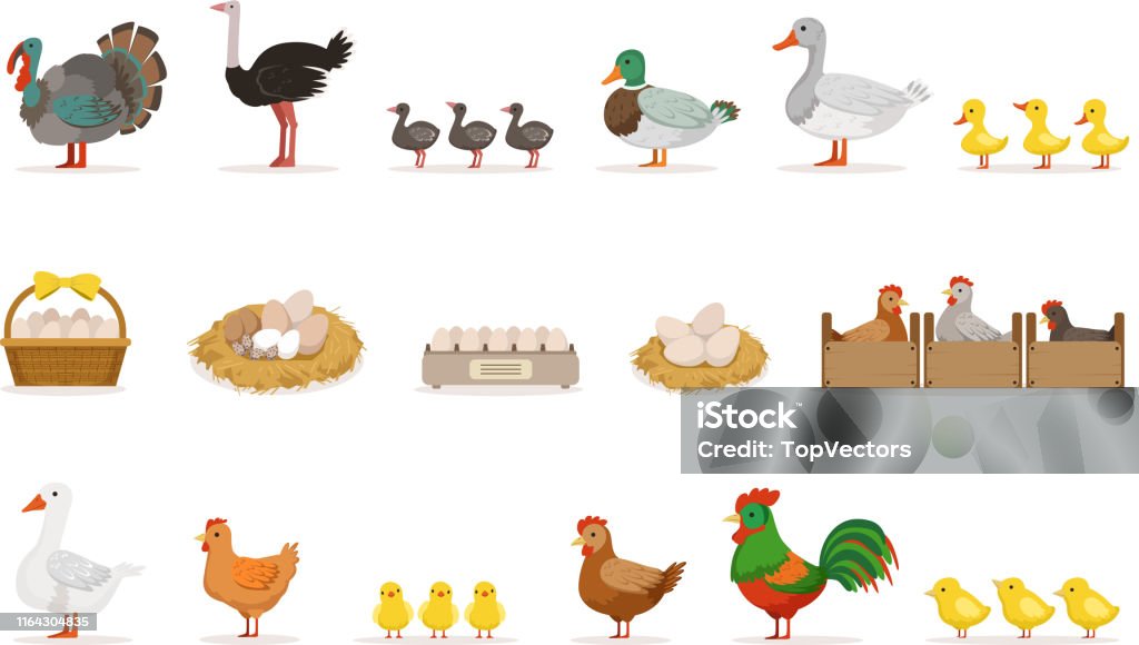 Farm Birds Grown For Meat And For Laying Eggs Organic Farming Set Of Vector  Illustrations With Animals Stock Illustration - Download Image Now - iStock