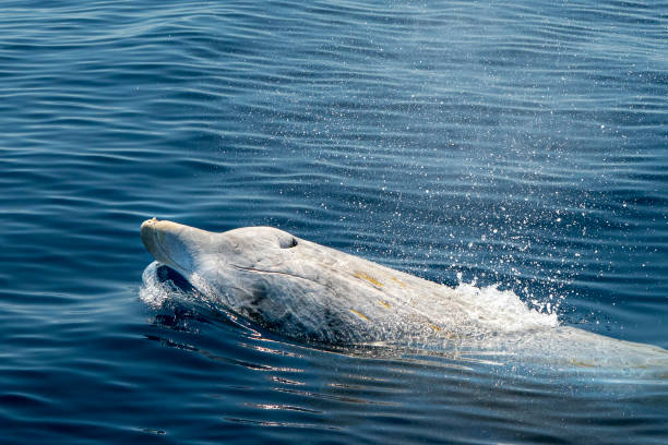 istock white Rare Goose Beaked whale dolphin Ziphius cavirostris 1164305102