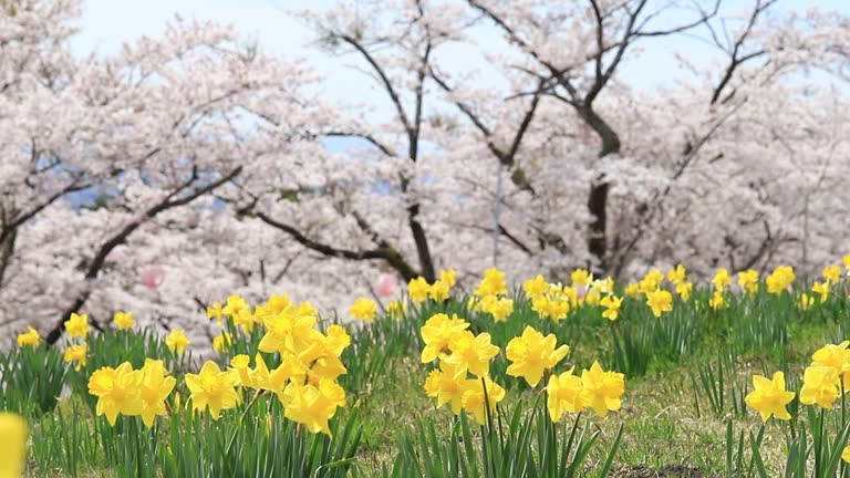 The yellow flowers of daffodils blooming with sakura and cherry blossom tree background.Beautiful landscape nature spring season in japan.