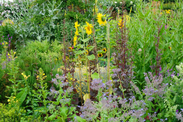 istock Lush English Summer Garden 1164306415