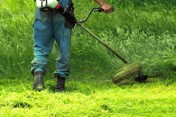 cortar la hierba weed whacker - hedge clippers weed trimmer grass lawn fotografías e imágenes de stock