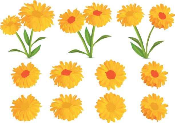 3d realistic calendula. Set marigold flower isolated on white background.Calendula officinalis. Vector illustration. Marigold close up. 3d realistic calendula. Set marigold flower isolated on white background.Calendula officinalis. Vector illustration. Marigold close up. field marigold stock illustrations