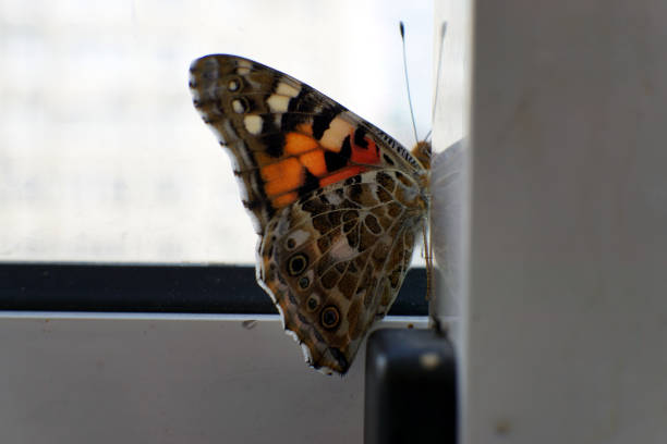 Colorful butterfly on a windowsill closeup image