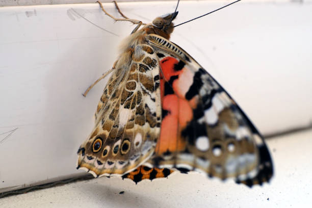 istock Colorful butterfly on a windowsill closeup photo 1164306775
