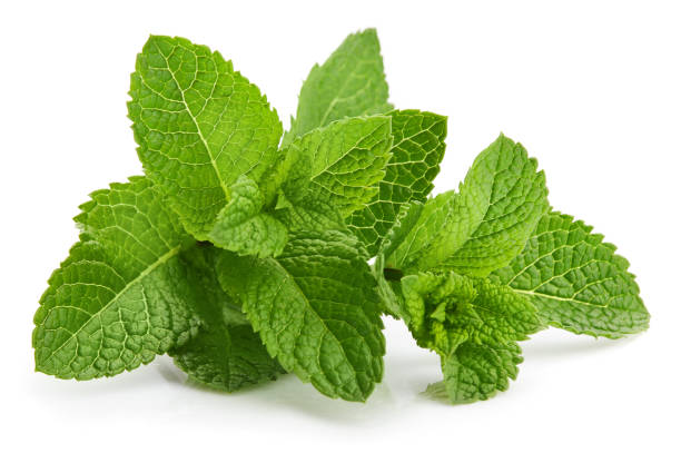 ingrediente fresco de las hierbas verdes de menta - mint fotografías e imágenes de stock