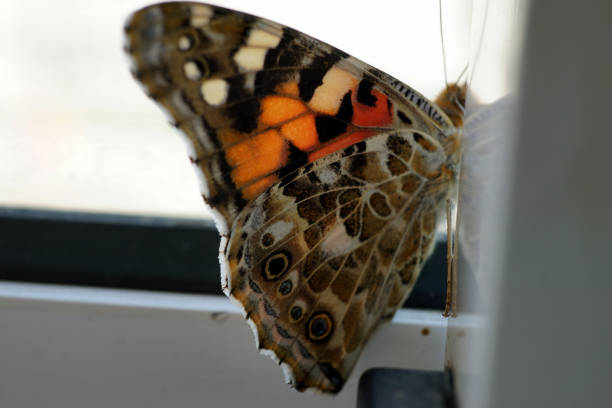 istock Colorful butterfly on a windowsill closeup photo 1164307227