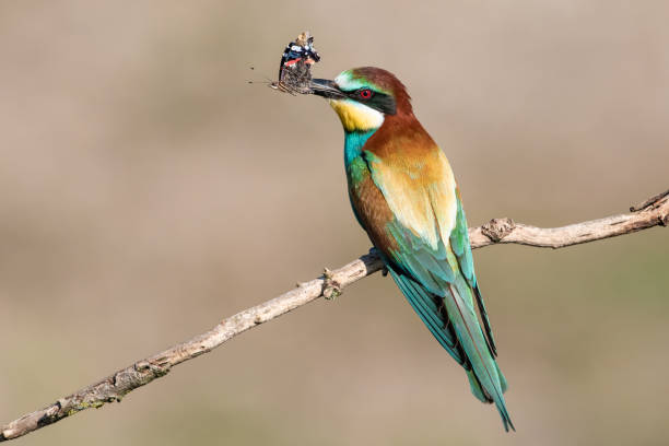 istock Colourful European bee-eater (Merops apiaster) on leafless perch in Nature - Stock image 1164307801