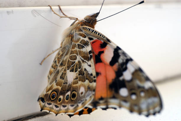 Colorful butterfly on a windowsill closeup image