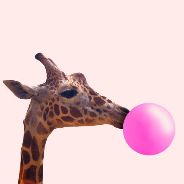 Modern design. Contemporary art collage. Creative giraffe. Look of youth. Animal with the pink bubblegum on coral background. Negative space to insert your text. Modern design. Contemporary art. Creative conceptual and colorful collage. giraffe photos stock pictures, royalty-free photos & images