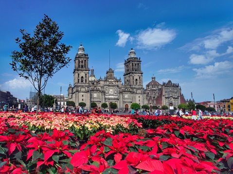 Christmas time in Mexico City (CDMX) with colorful poinsettias
