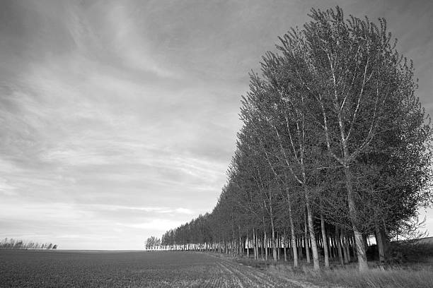 Tree line stock photo