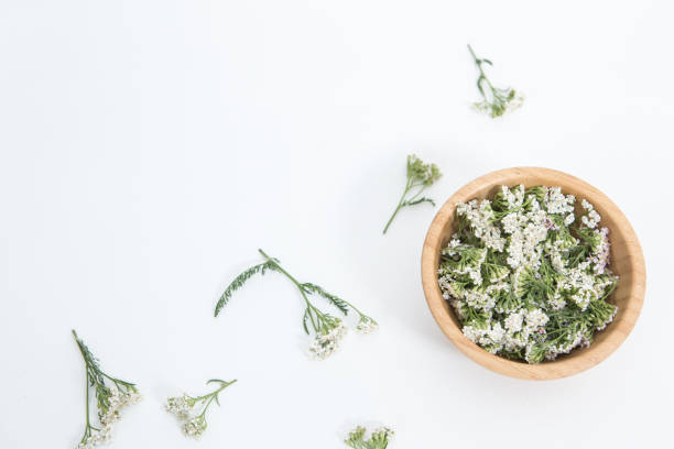 Fresh Yarrows flowers on the white background stock photo