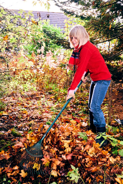 istock Woman raking autumn leaves 1164315347