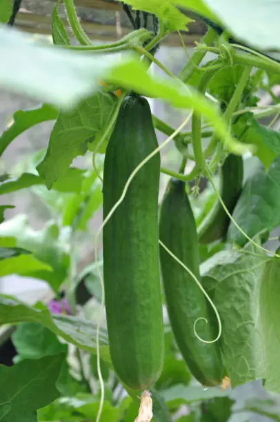 Billericay, Essex, United Kingdom, July 15, 2019. Fresh cucumbers growing / hanging in an urban greenhouse in the summer with full foliage