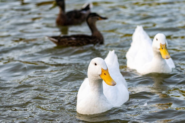 istock Pekin (Aylesbury) and mallard ducks on a lake 1164316355