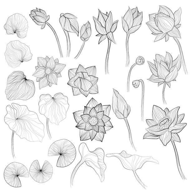 seerosenblüten, blütenknospe und blätter umriss vektor illustration auf weißem hintergrund gesetzt. sammlung von skizzenkunst von lotuselementen - white water lily stock-grafiken, -clipart, -cartoons und -symbole