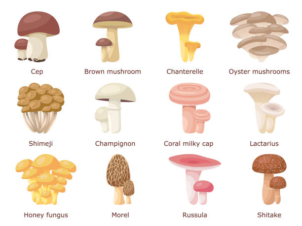 illustrations, cliparts, dessins animés et icônes de ensemble d'une variété de champignons comestibles différents - chanterelle