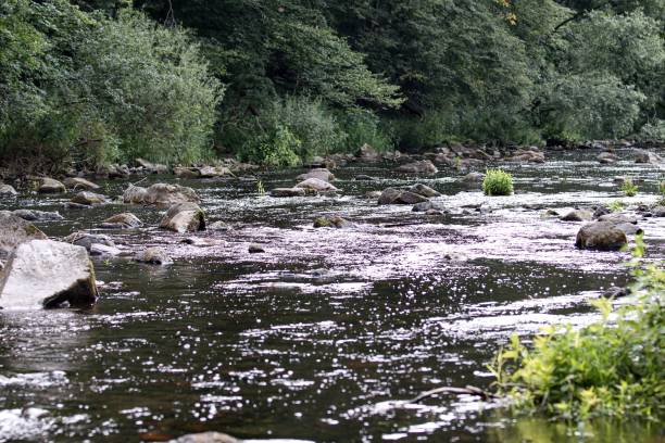 istock Trout river with stones and trees 1164318900