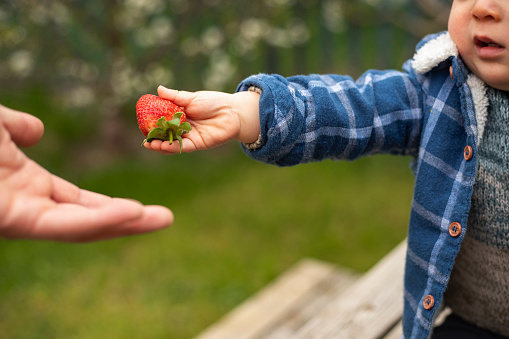 Selective view of a baby boys hand holding out a strawberry as he is sharing his food.