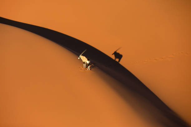 solitary oryx standing on a sand dune in sossusvlei desert. - desert animals stock-fotos und bilder