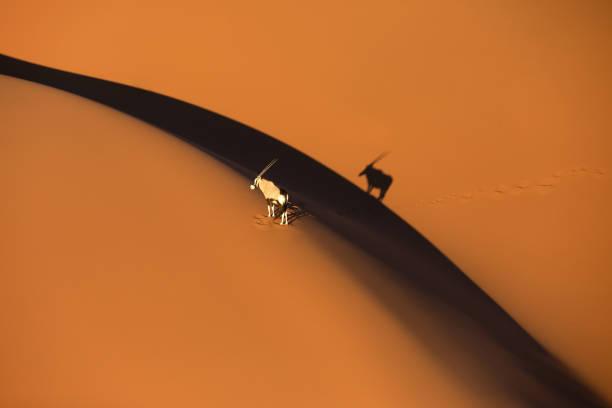 oryx solitario de pie en una duna de arena en el desierto de sossusvlei. - ee fotografías e imágenes de stock