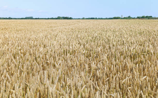 istock Wheat field during dry spell under blue sky in summer, Yorkshire, UK. 1164322687