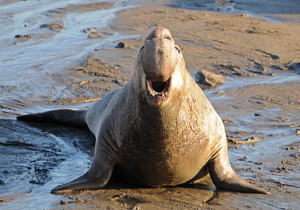 Male elephant seal, 