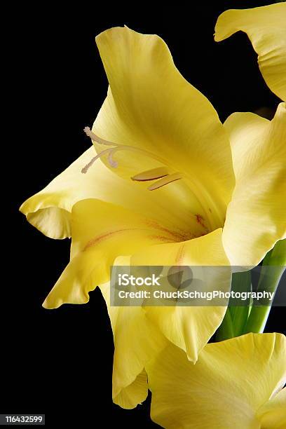 Gladiole Blumen Blüte Iridaceae Stockfoto und mehr Bilder von Gelb - Gelb, Gladiole, Anmut