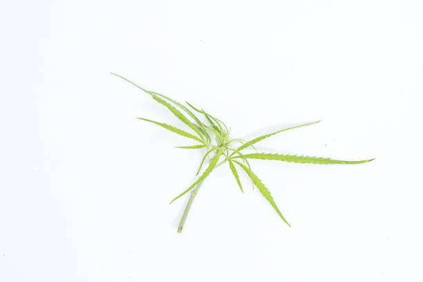 Fresh Hemp Leaves on the white background as a decoration
