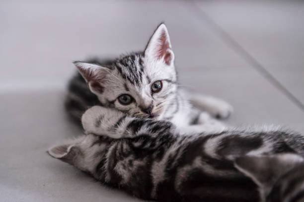 istock Cute british shorthair kitten playing indoors 1164332157