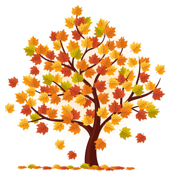 ilustrações de stock, clip art, desenhos animados e ícones de autumn tree vector - trees in fall