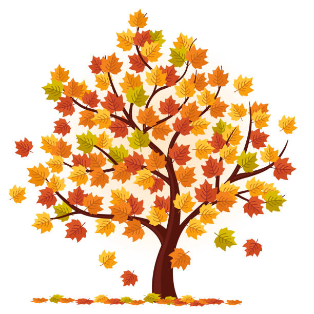 вектор осеннего дерева - autumn trees stock illustrations