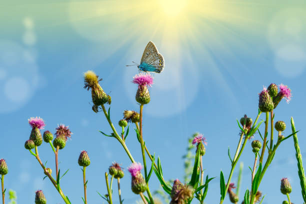 istock Butterfly on meadow, field flowers and grass, beautiful  landscape 1164338577