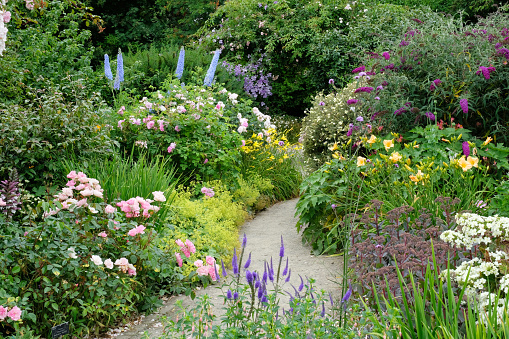 A richly planted English flower garden in high summer containing delphiniums, buddleia and roses.