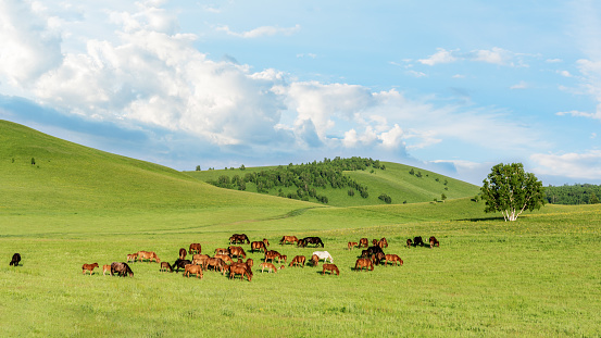 Pasture horses on the grasslands of Inner Mongolia, China