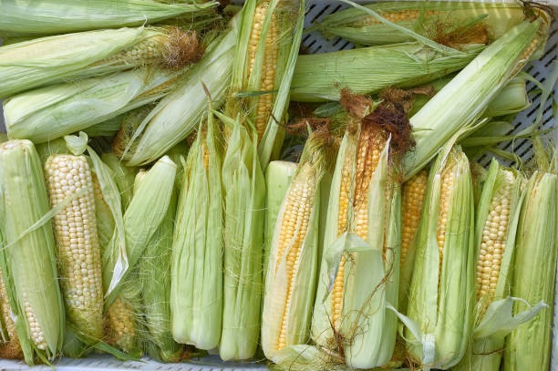 istock corn cobs of juicy corn new crop texture 1164340470