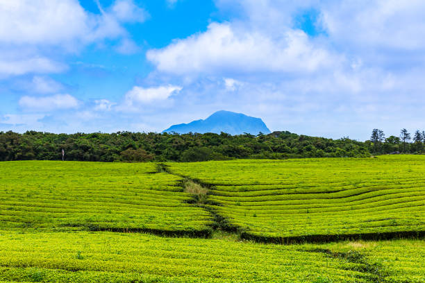A landscape view of green tea fields in summer, Jeju Korea