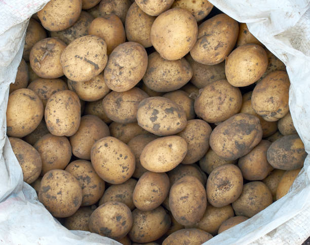 istock many potato tubers new crop texture 1164340578