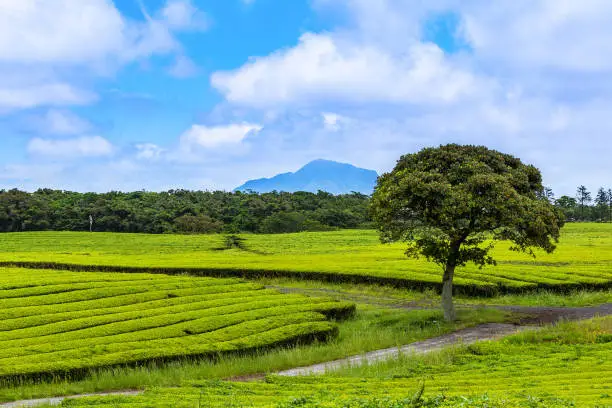 A landscape view of green tea fields in summer, Jeju Korea