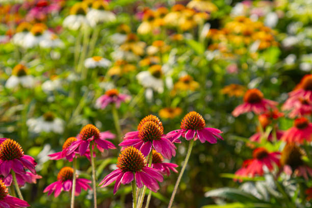 istock purple coneflowers (Echinacea) with blurry multicolored coneflowers in the background 1164340749