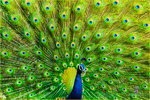 The picture depicts the vibrant colors of Peacock feathers