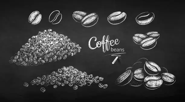 Vector illustration of Chalk drawn sketches set of coffee beans
