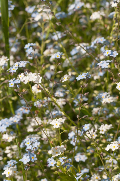 istock Forget-me-not blue flowers, close up shot 1164341036
