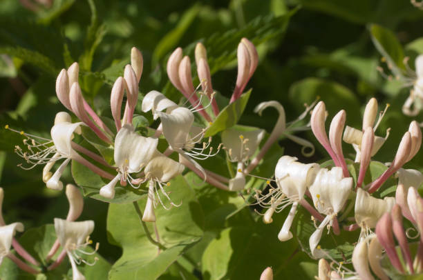 istock Lonicera caprifolium flowers close up 1164341135